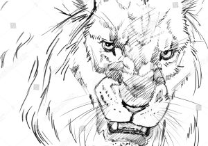 300x210 Pencil Sketch Of Lion