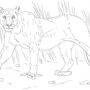 300x300 Lion Pride Coloring Pages Best Of Lion King Coloring Pages Best