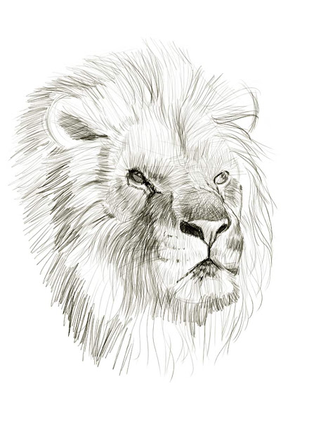 467x600 Lion Art Drawing Sketch