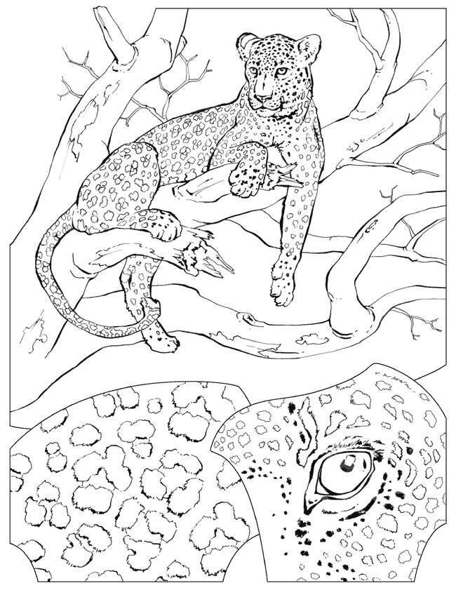 650x841 54 Best Big Cats Images On Pyrography, Draw Animals