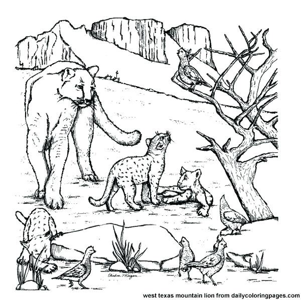 600x599 Lion Animal Coloring Pages Affan