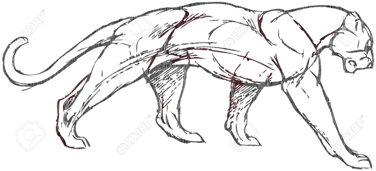 1300x594 Simple Drawing Of A Lion With Vector Effect