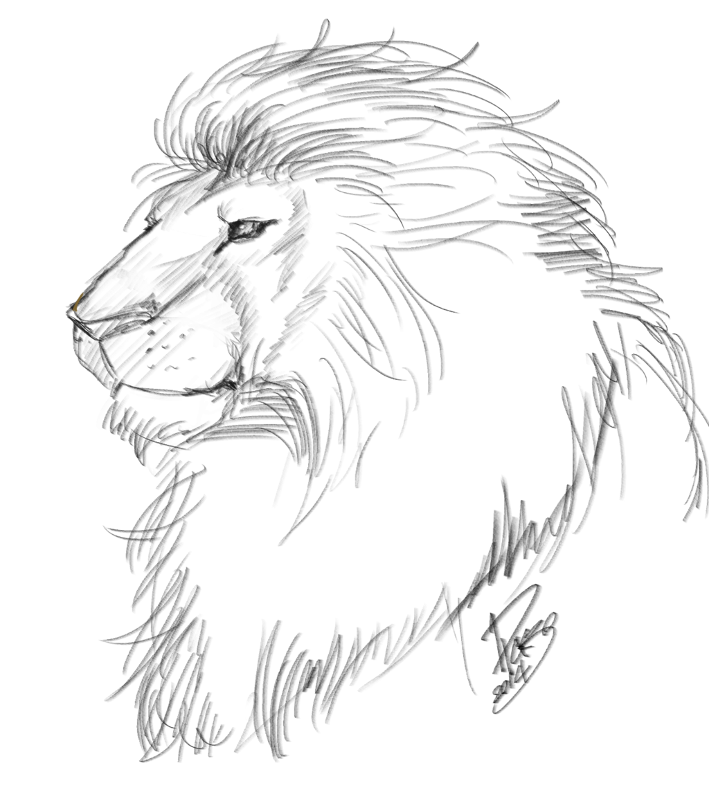 1024x1155 Lion Sketch By Dksk30