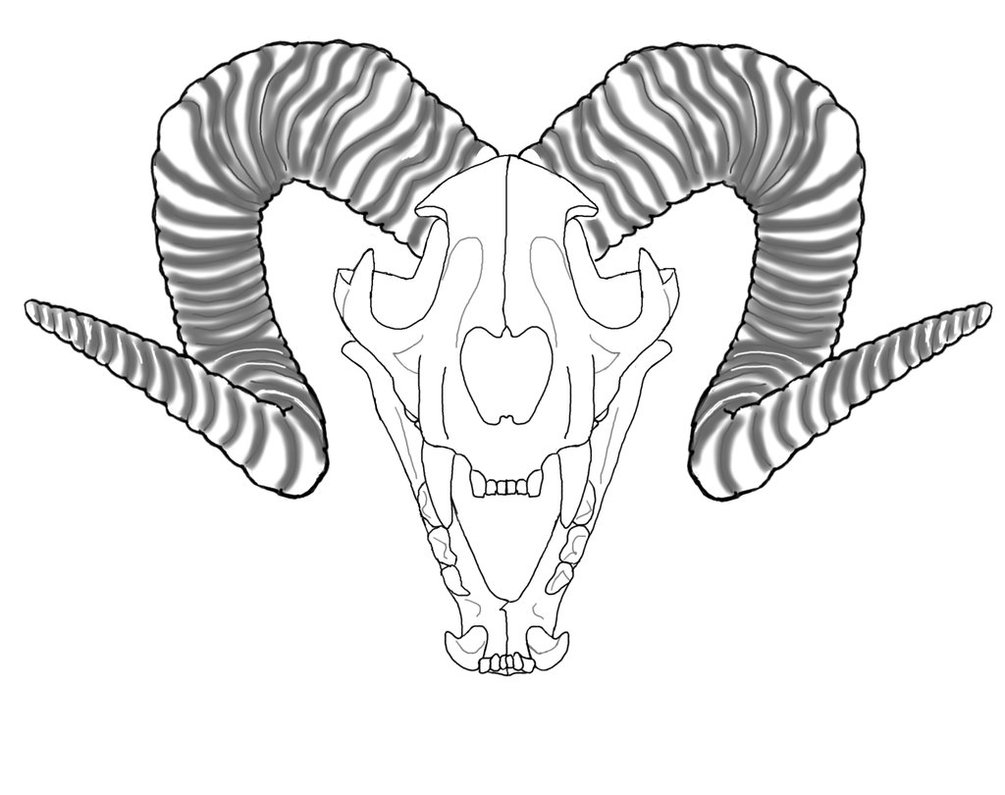 1005x795 Lion's Skull Outline Whorns Wip By Maccloy13