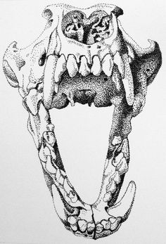 236x347 Not A Dinosaur But I Like The Skull