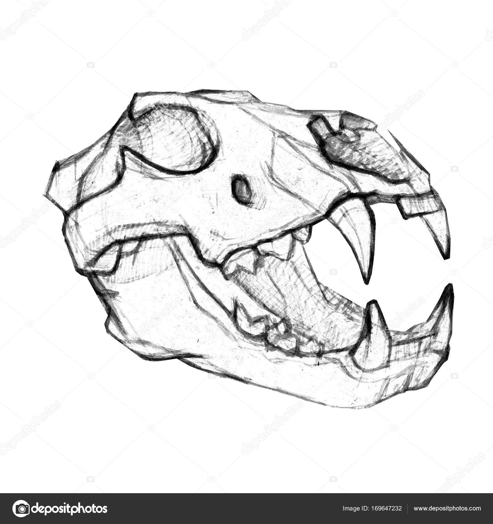 1600x1700 The Skull Of A Lion