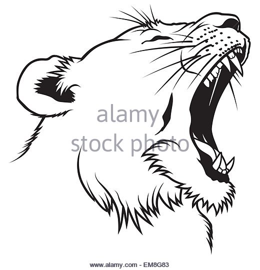 520x540 Lioness Cut Out Stock Images Amp Pictures