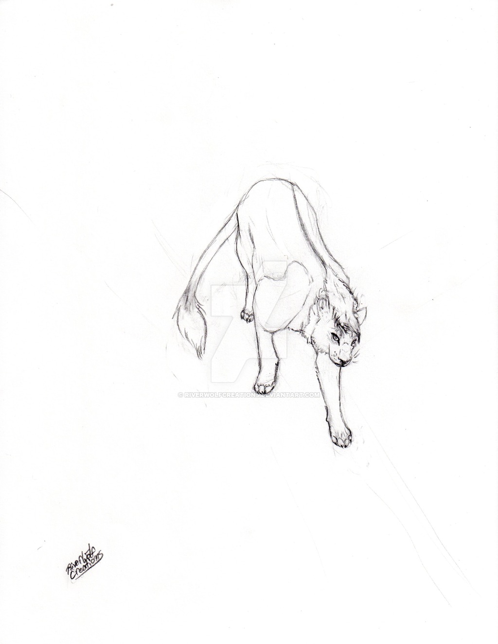 1024x1325 Lioness Drawing By Riverwolfcreations