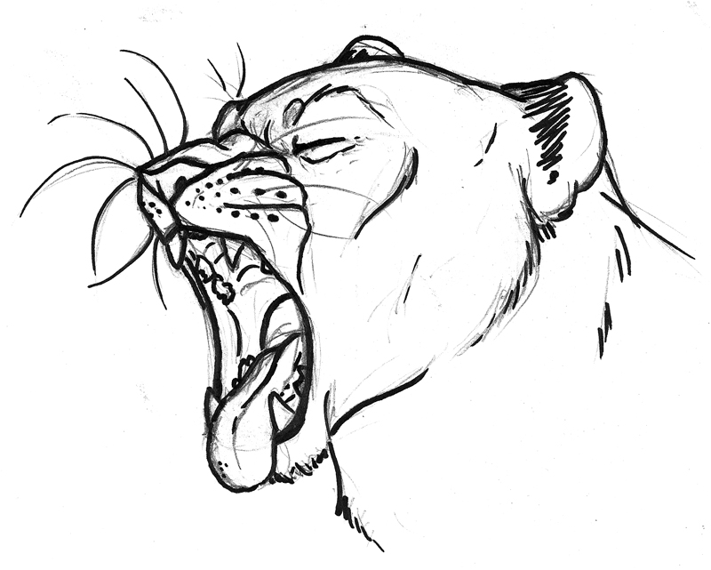 800x641 Sharpie Lioness By Lawlietlk