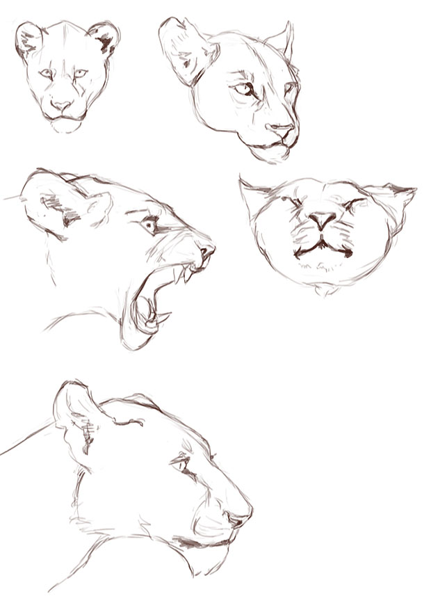 620x877 Lioness Sketches By Ciuchiban