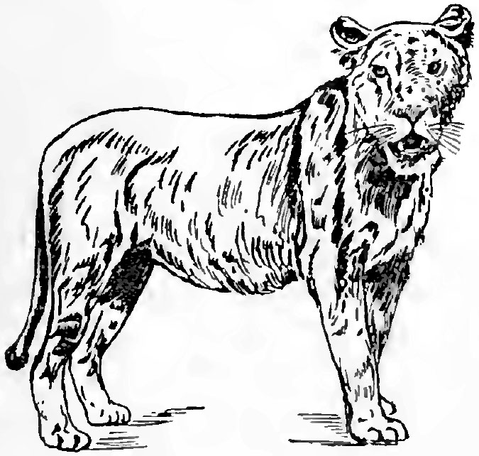 675x642 Filecollier's Lion