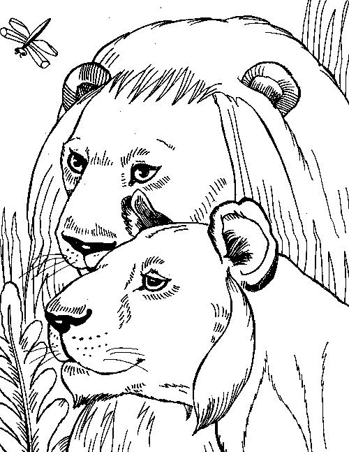 Lioness Head Drawing at GetDrawings | Free download