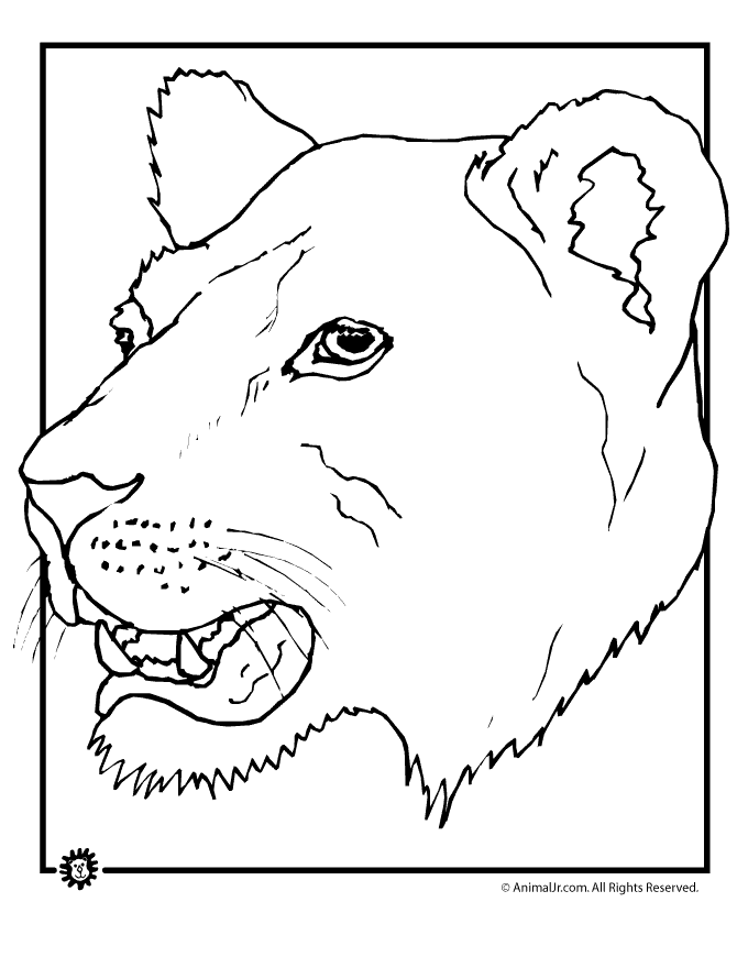 680x880 Lioness Coloring Page Animal Jr.