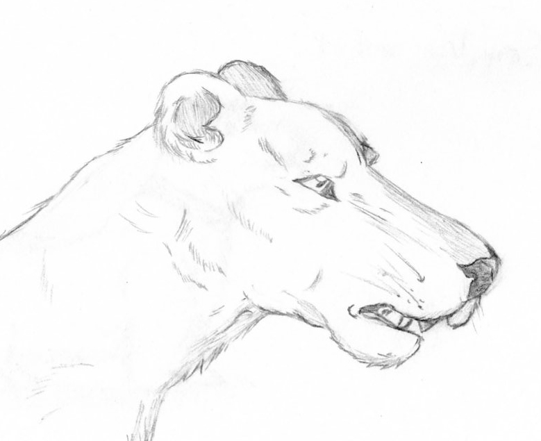 779x635 Lioness By Nutzi66