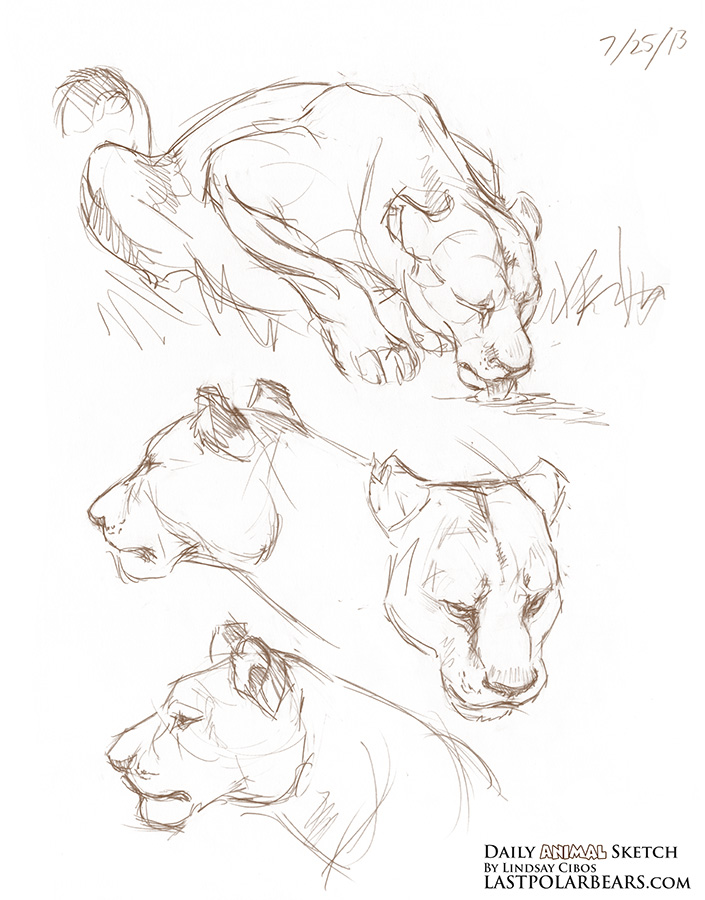 705x900 Daily Animal Sketch Lioness Last Of The Polar Bears