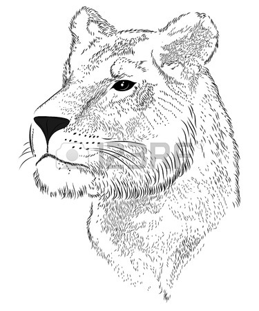Lioness Head Drawing at GetDrawings | Free download