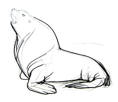 400x348 How To Draw A Sea Lion