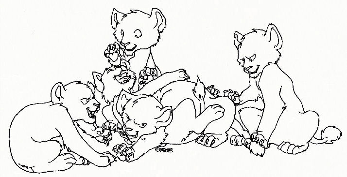 714x366 Five Lion Cubs Play Fighting By Kis4