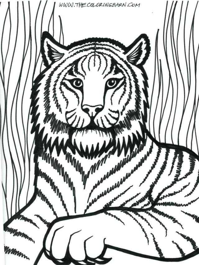 640x853 Lion Head Coloring Pages Contemporary Ideas Lion Coloring Page