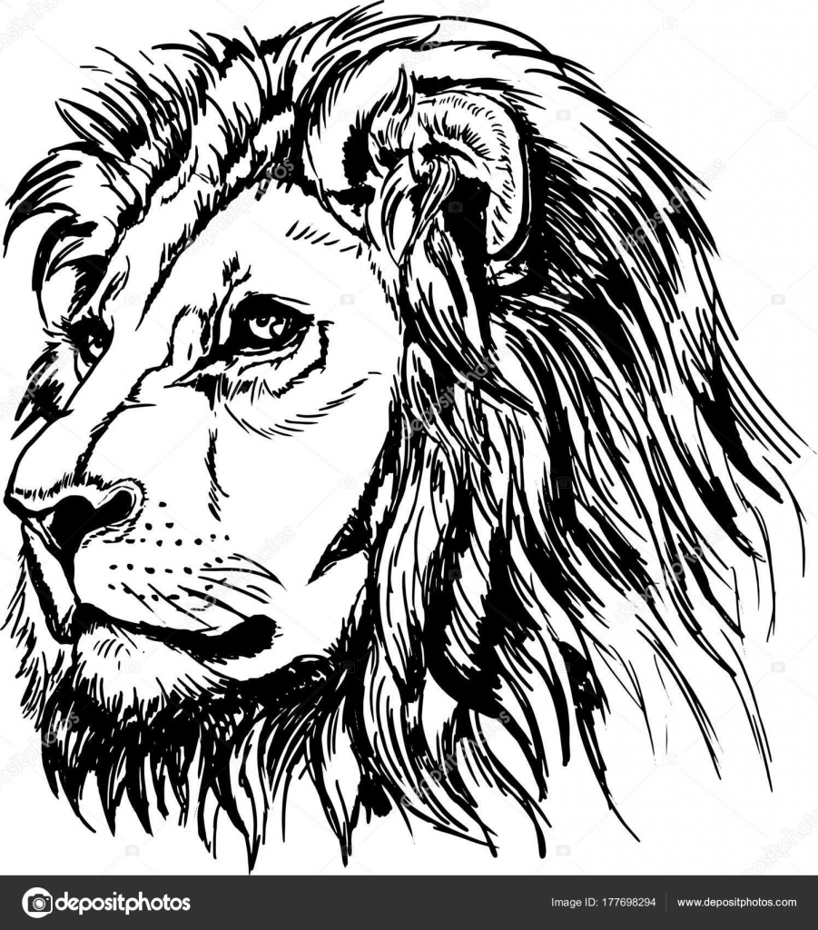 901x1024 Vector Image Lion Head Stock Vector Galkajackdaw