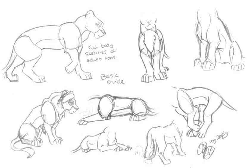 830x565 Guide2drawing Tlk Lion Bodies By Artistmaz