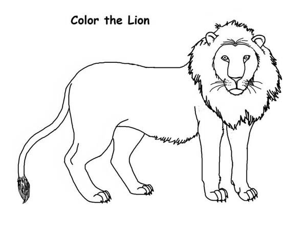 600x464 How To Draw A Lion Coloring Page Color Luna