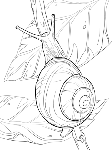 360x480 White Lipped Snail Coloring Page Huisjesslakken