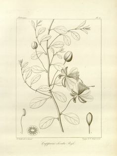 236x313 Nature Drawing And Design Art Nouveau Coloring Page