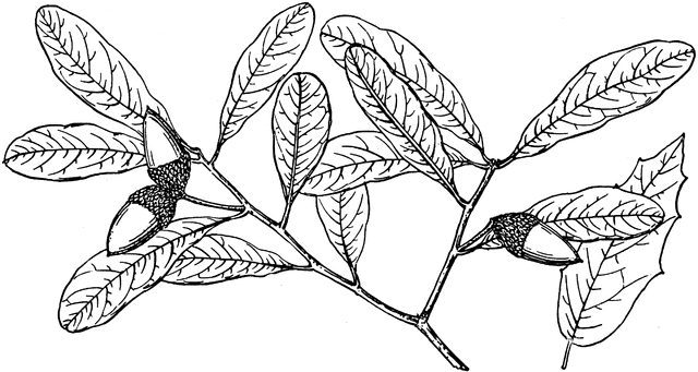 640x341 Branch Of Southern Live Oak Clipart Etc
