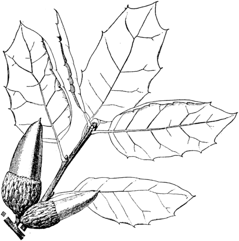 475x480 Coast Live Oak Coloring Page Free Printable Coloring Pages