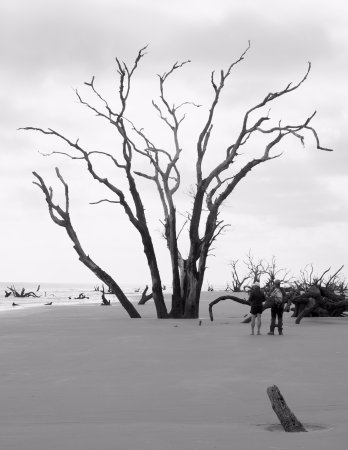 348x450 Live Oak On The Boneyard