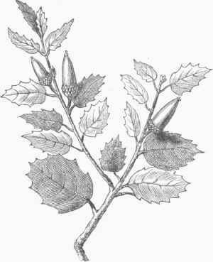 300x369 7 Best California Live Oak Reference Images On Acorn