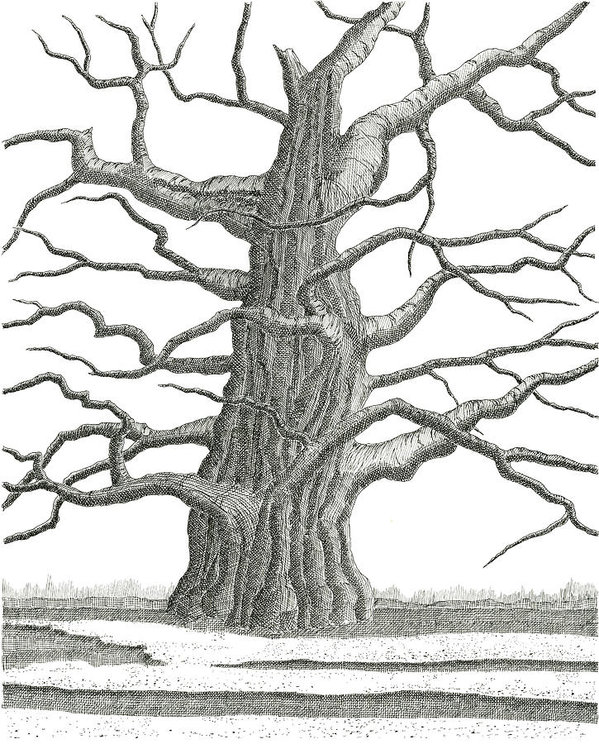 599x744 Oak Tree Drawings