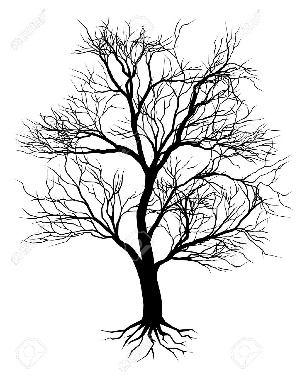 1050x1300 Old Oak Tree Drawing Oak Tree Silhouette Stock Photos Pictures