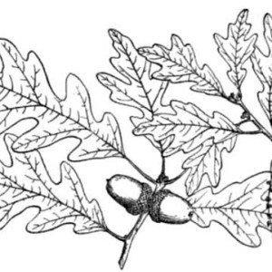 300x300 Awesome Drawing Oak Tree Coloring Page Color Luna