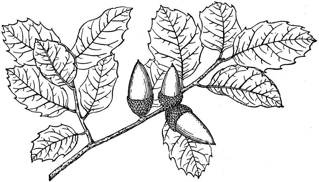 1024x585 Branch Of Coast Live Oak Clipart Etc