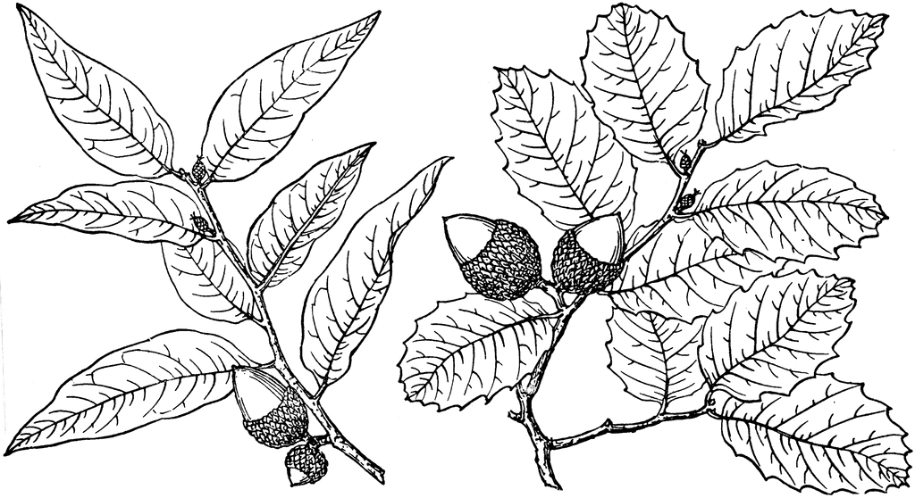 1024x558 Branch Of Interior Live Oak Clipart Etc