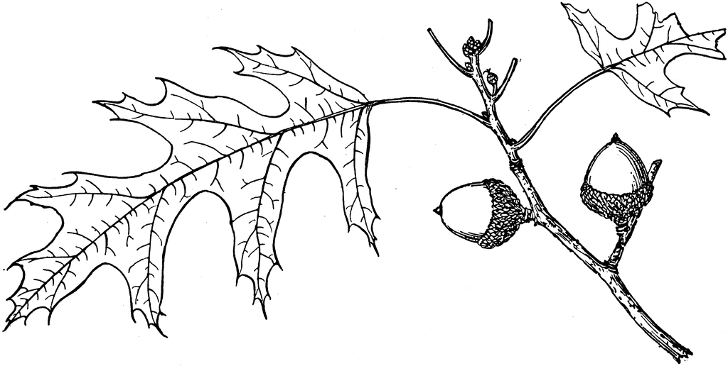 1024x516 Drawn Branch Oak Tree