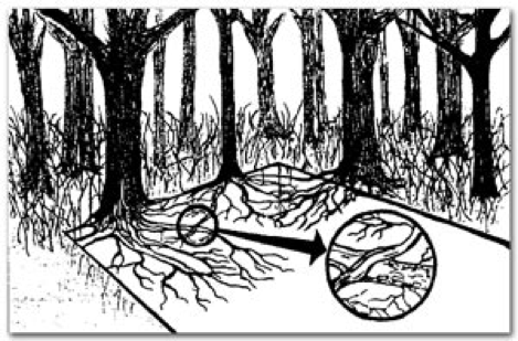 469x309 Oak Wilt Treatment Methods