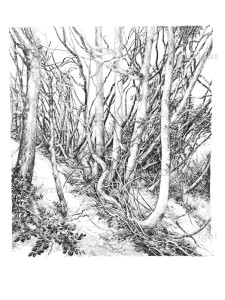 225x300 Oneoak Project Following The Life Story Of One Oak Tree