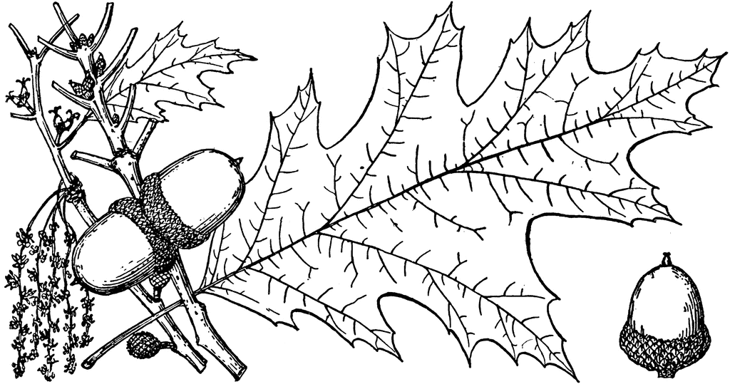 1024x539 Red Oak Leaf Clipart