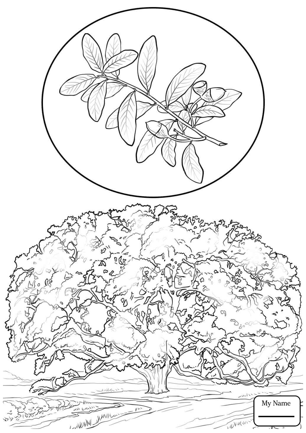 1040x1469 Coloring Pages For Kids Trees Leaves Oak Tree Outline