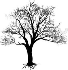 236x240 Southern Live Oak Drawing