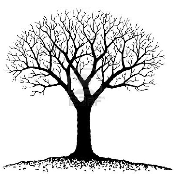 736x736 Bare Oak Tree Clipart