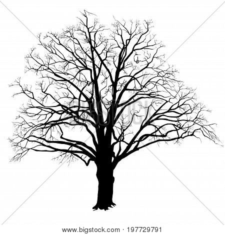 450x470 Black Oak Tree Images, Illustrations, Vectors