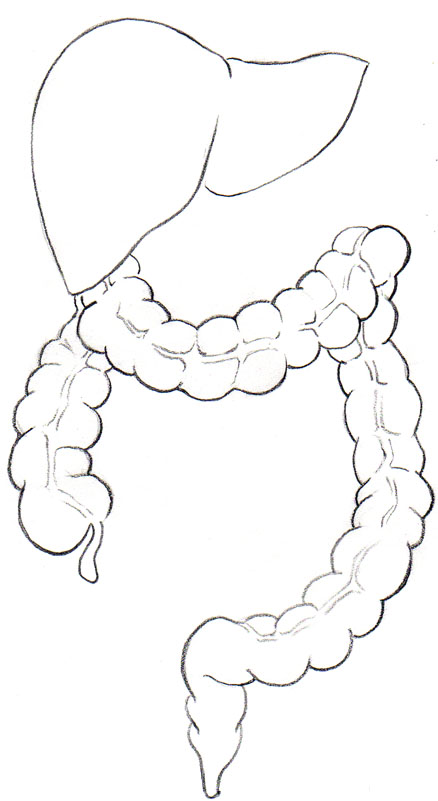 438x801 Female Torso Inner Structures Fearfully Amp Wonderfully Made