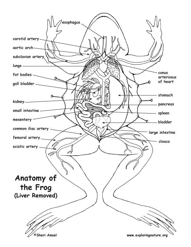 612x792 Frog Anatomy (Under The Liver)