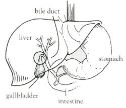 Liver Drawing at GetDrawings | Free download