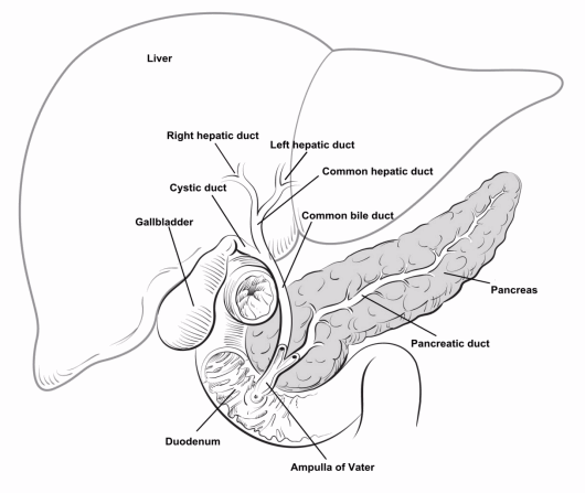 530x447 What Is Bile Duct Cancer Beauty And Health Bile Duct