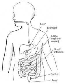 225x290 Drawing Of A Child's Gastrointestinal Tract With Labels Pointing